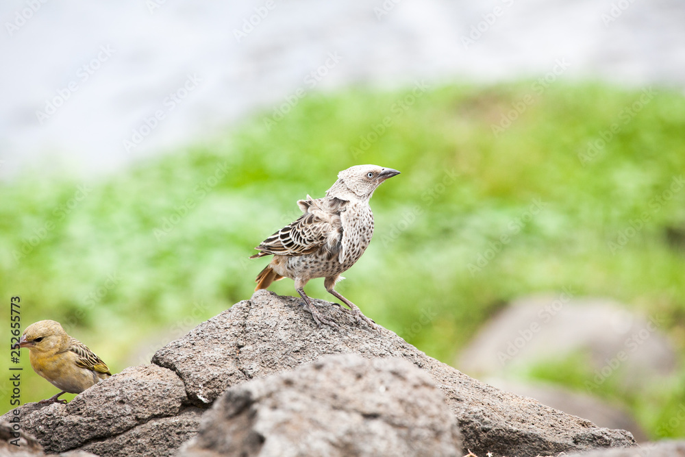 Blue-eyed Lark (Alaudidae) bird standing on rocks in Ngorongoro National Park, Tanzania Blue-eyed Lark (Alaudidae) bird standing on rocks in Ngorongoro National Park, Tanzania