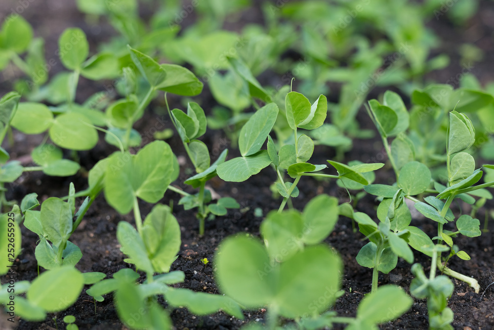 Young pea plants in early spring garden. Spring. Young pea plants in early spring garden. Spring.