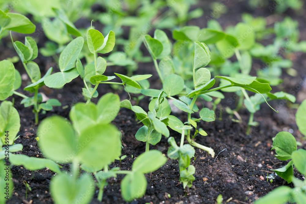 Farming. Young green pea plants in early spring garden. Spring. Farming. Young green pea plants in early spring garden. Spring.
