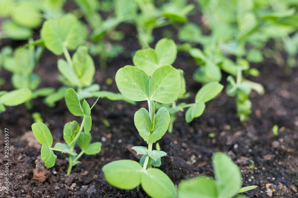 Spring Early summer Young pea plants in early spring garden. Spring.
