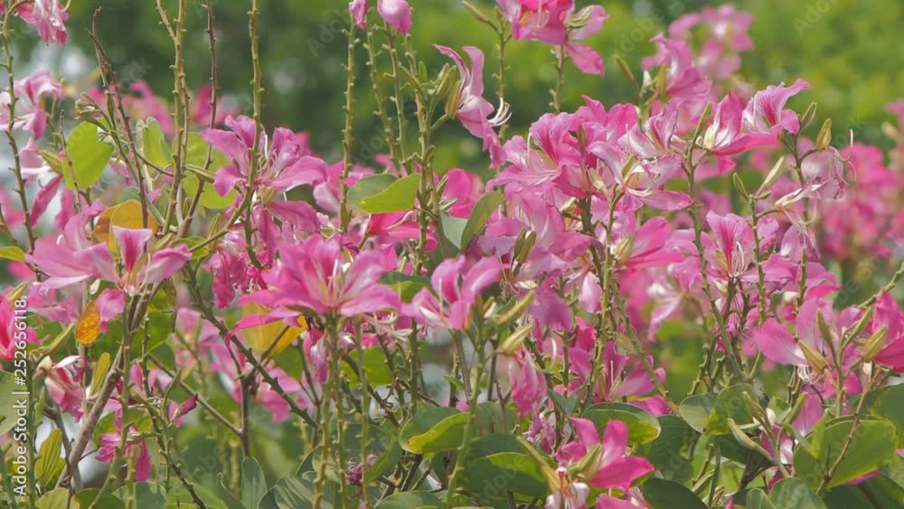 Vdo Beautiful Phanera purpurea or Bauhinia purpurea blossom on branches