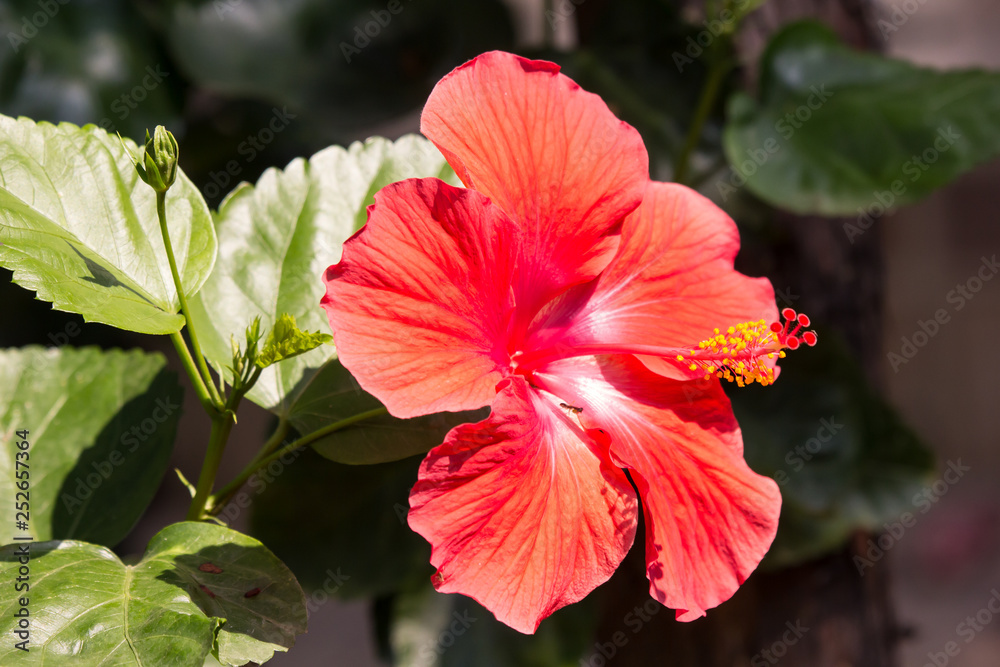 Close up of red Hibiscus rosa-sinensis Close up of red Hibiscus rosa-sinensis