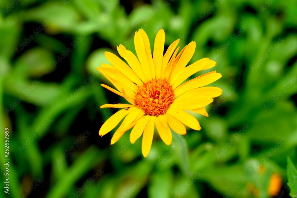 Calendula is a genus of about 15–20 species of annual and perennial herbaceous plants in the daisy family Asteraceae that are often known as marigolds Calendula is a genus of about 15–20 species of annual and perennial herbaceous plants in the daisy family Asteraceae that are often known as marigolds