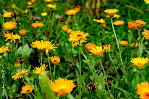 Calendula is a genus of about 15–20 species of annual and perennial herbaceous plants in the daisy family Asteraceae that are often known as marigolds
