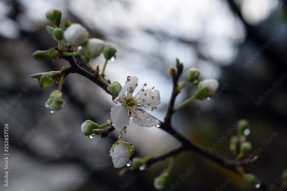 Obraz premium A flower on a plum tree branch after a rain.Flowering plum tree after rain on natural background