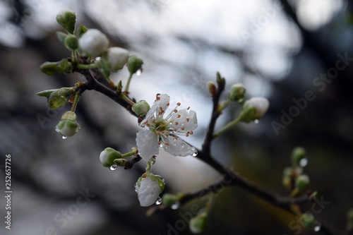  A flower on a plum tree branch after a rain.Flowering plum tree after rain on natural background