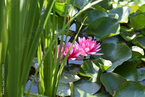 Blooming lotus on the lake