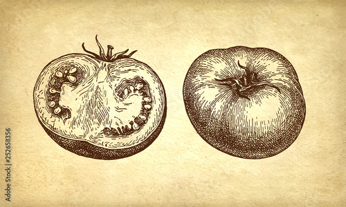 Ink sketch of tomatoes.
