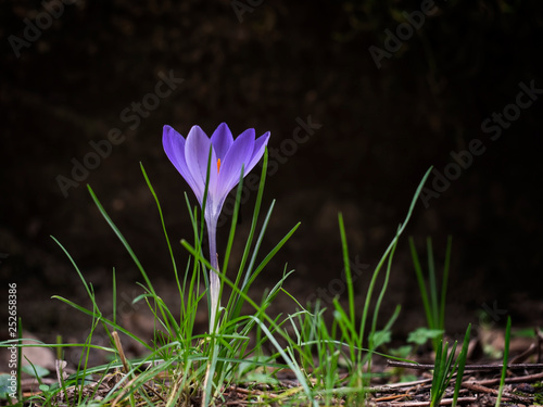 Purple spring crocus flower in profile  with copyspace. Visible bright orange stamens.