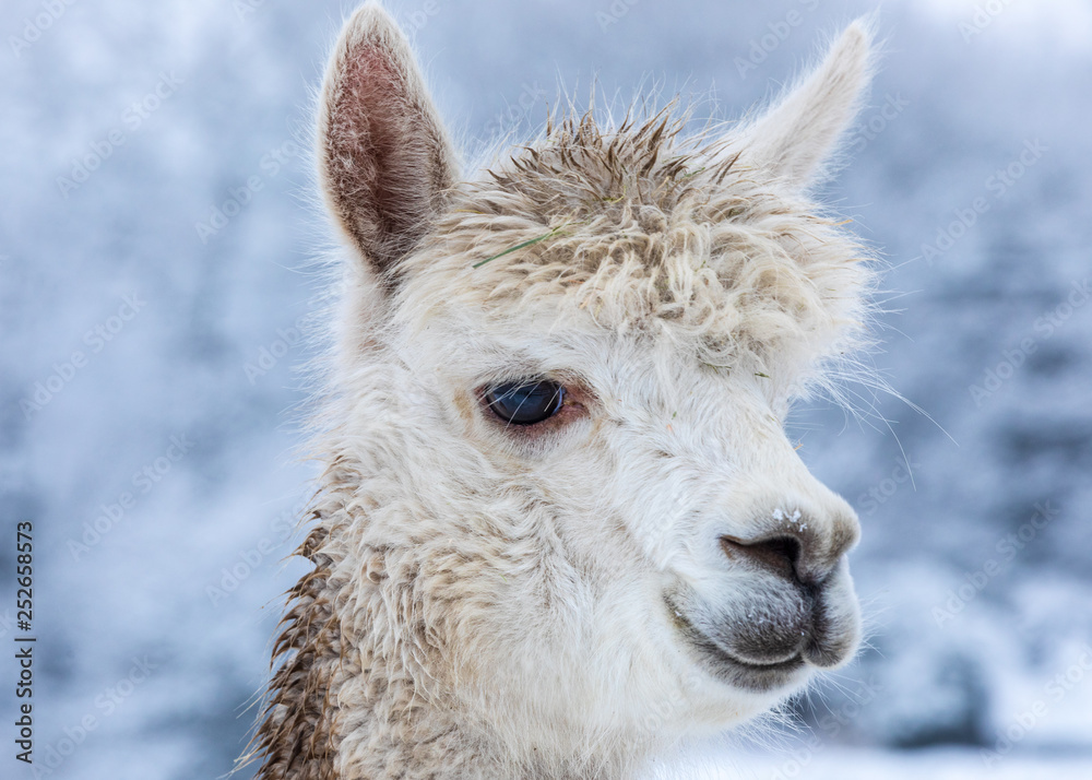 White alpaca portrait - face in profile. Headshot. White alpaca portrait - face in profile. Headshot.