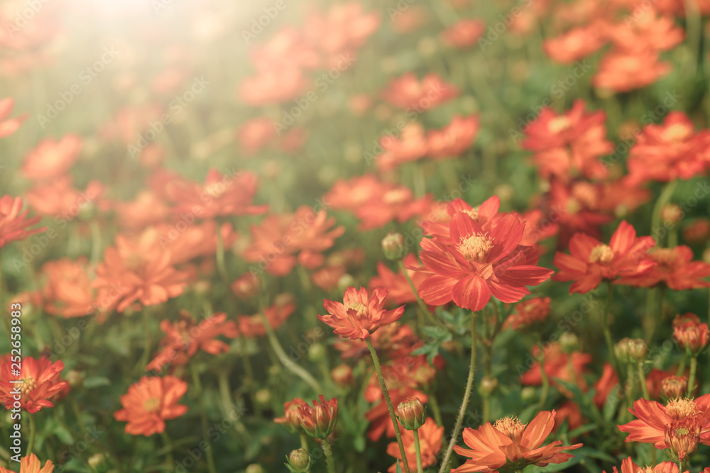 Vivid orange cosmos flowers in garden