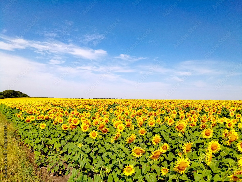 Field of sunflowers