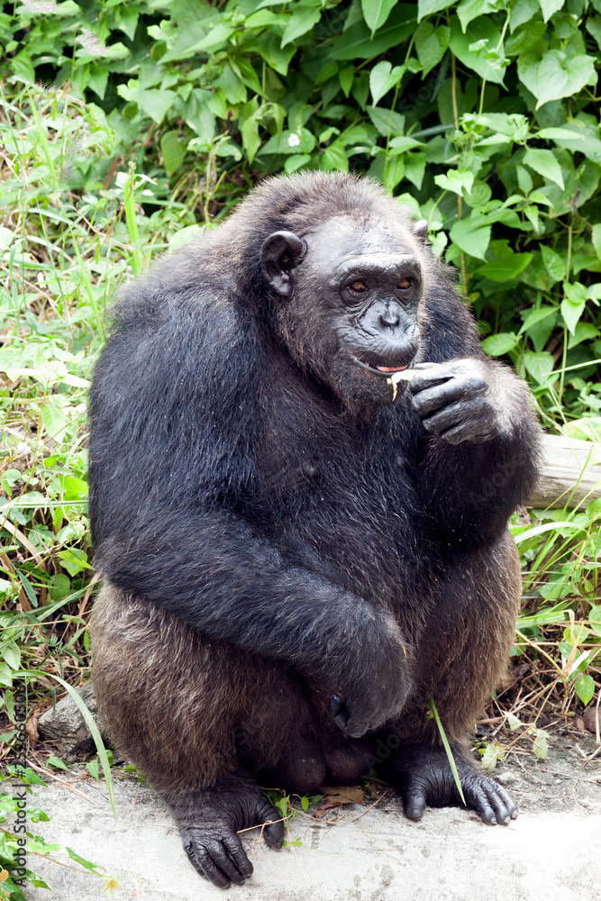 Common Chimpanzee sitting .