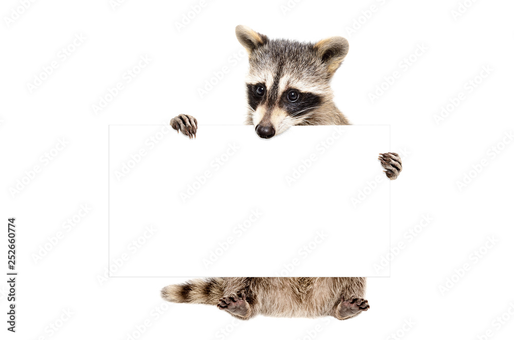 Plakat Portrait of a cute raccoon sitting with banner