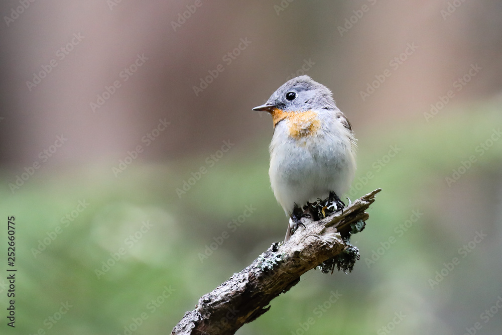 Red-breasted Flycatcher Red-breasted Flycatcher