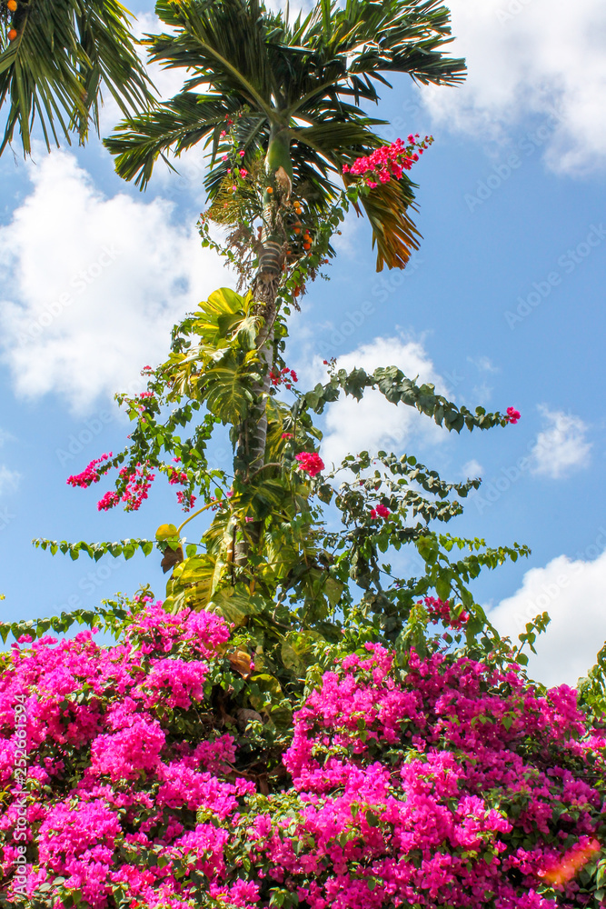 flowers flowers