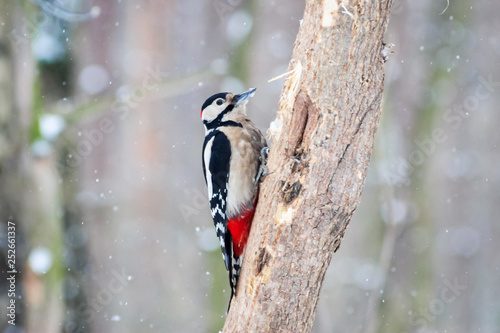 hungry wild bird woodpecker on a tree in spring forest