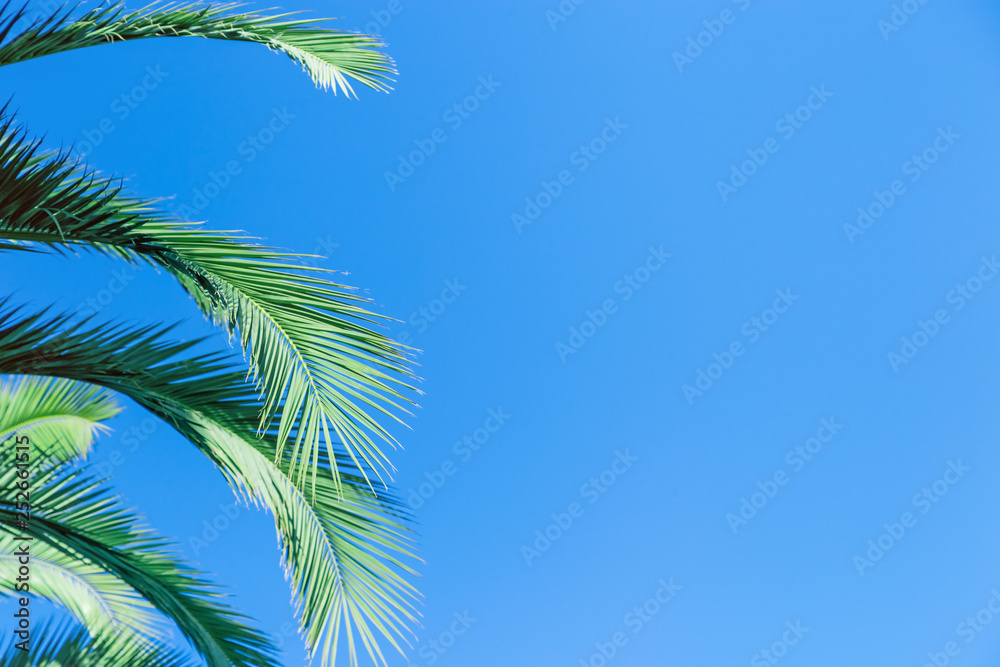 Green leaves coconut palm. Natural texture background. Palm and blue sky. Green leaves coconut palm. Natural texture background. Palm and blue sky.