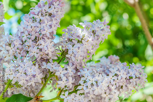 Spring branch of blossoming...