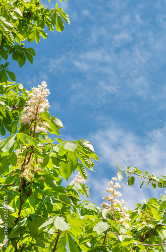 Leaves and flowers of chest...