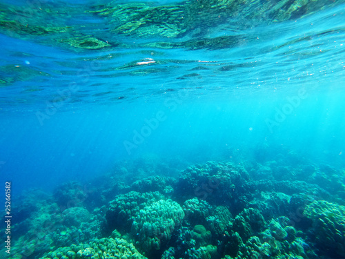 underwate sea with coral bleaching from global warming