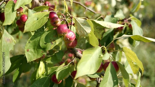 Apple harvest in autumn photo