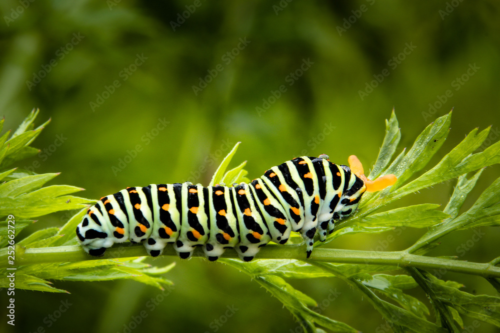 ausgewachsene Raupe des Schwalbenschwanzes ausgewachsene Raupe des Schwalbenschwanzes