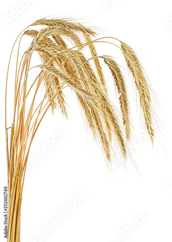 Spikelets of rye isolated on a white background