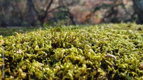Moss on the edge of a rural road