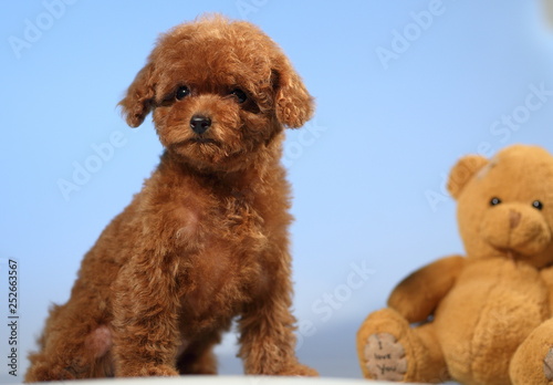 toy poodle  dog cute puppy  © ostrovgrez