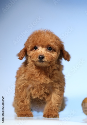 toy poodle  dog cute puppy  © ostrovgrez