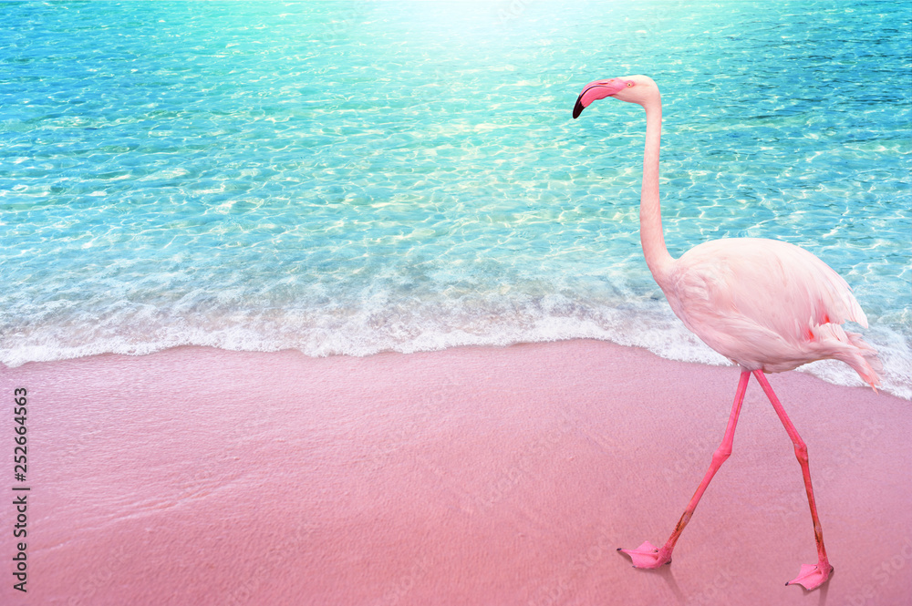Fototapeta różowy flamngo ptak piaszczysta plaża i miękka fala niebieski ocean lato koncepcja tło