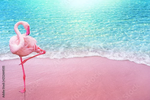 Obraz różowy flaming ptak piaszczystej plaży i miękki niebieski ocean fala lato koncepcja tło