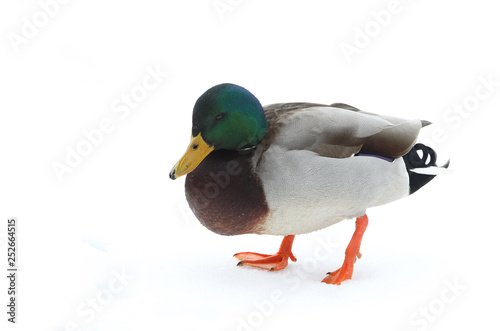 Mallard drake duck in snow