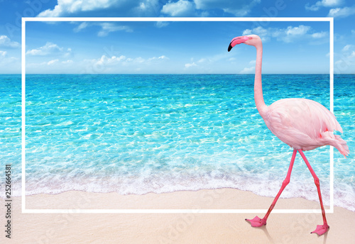 flamingo on sandy beach and soft blue ocean wave summer concept background