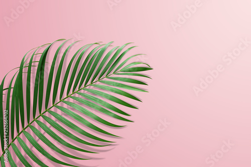 tropical palm leaf on pink background with clipping path