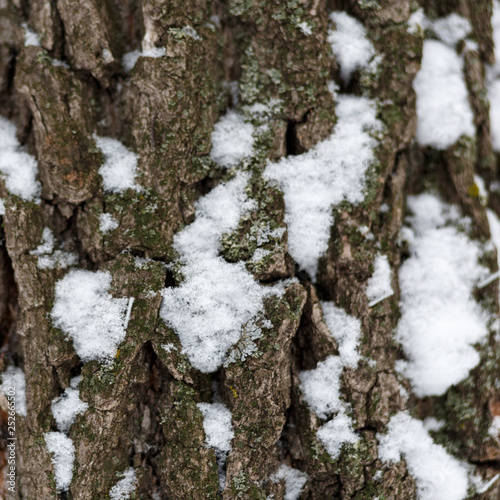 Snow on pine bark. The texture of the wood. Back background. Nature. Winter photo