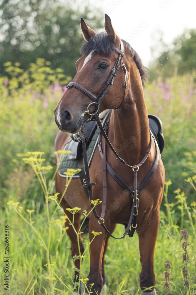 Obraz premium portrait of sportive horse on meadow