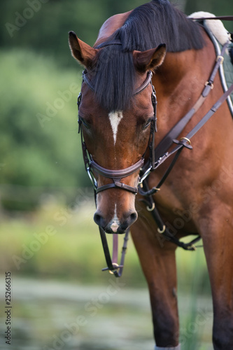 portrait of sportive horse at lake background