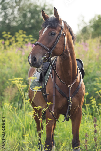 portrait of sportive horse on meadow © anakondasp