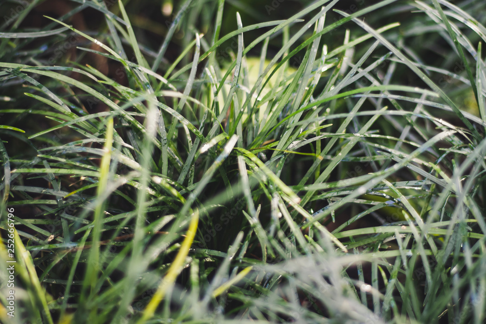 lush green blades of grass background lush green blades of grass background