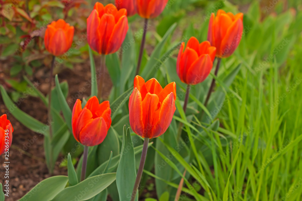 Spring flowerbed with orange tulips. Orange tulips with burgundy pattern in the garden.