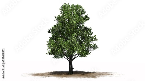 Sugar Maple tree on a sand area - separated on white background