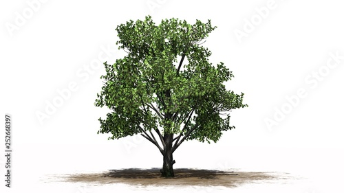 single Sugar Maple tree on a sand area - separated on white background