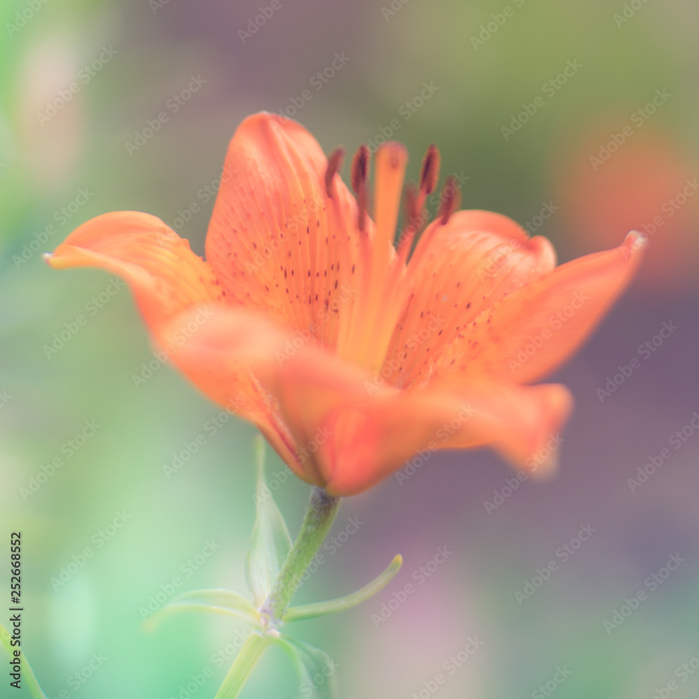 Orange lily flower in the summer garden Orange lily flower in the summer garden