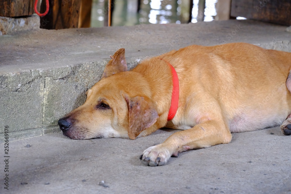 Brown Thai dog lying on cement ground floor of a market road Brown Thai dog lying on cement ground floor of a market road