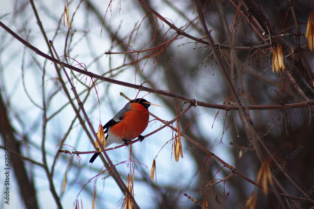 The red bullfinch, sitting on a branch, feeds on the seeds of a tree. The red bullfinch, sitting on a branch, feeds on the seeds of a tree.