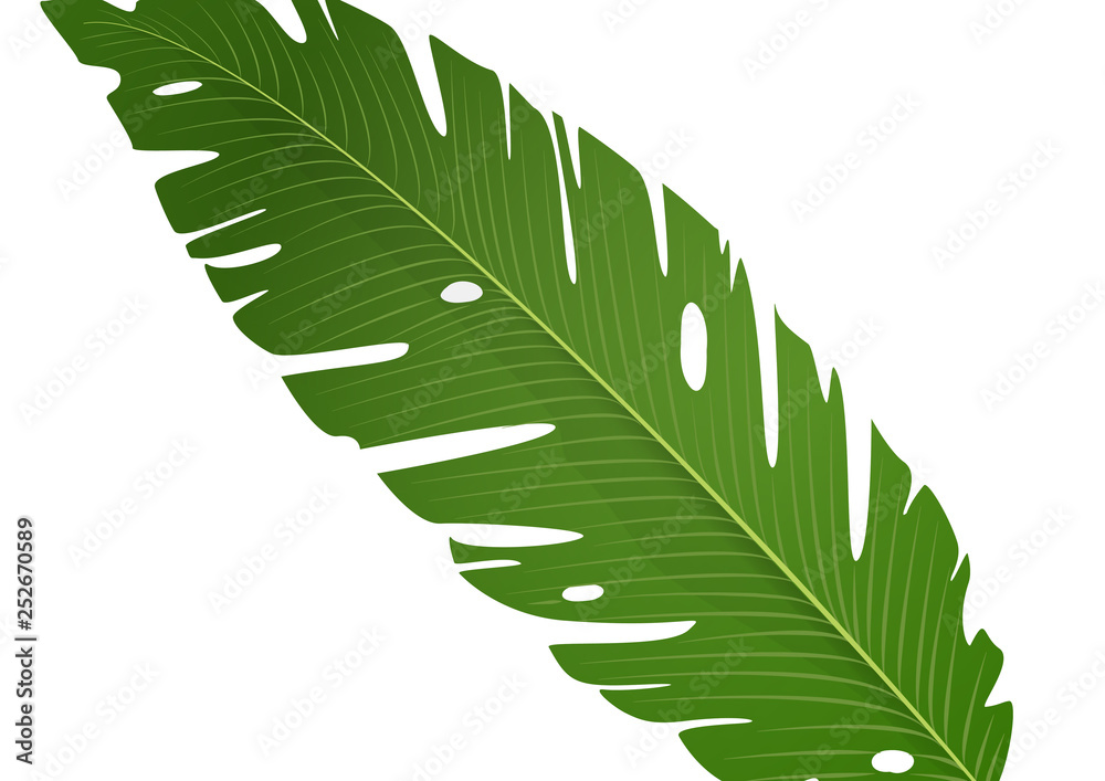 Isolated green banana leaf on white background. Vector illustration