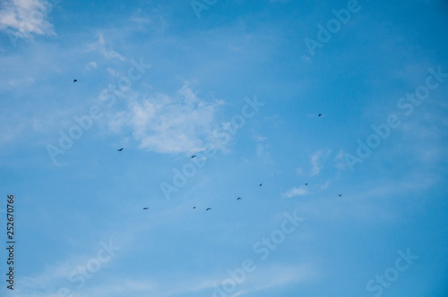 clouds in the sky and birds