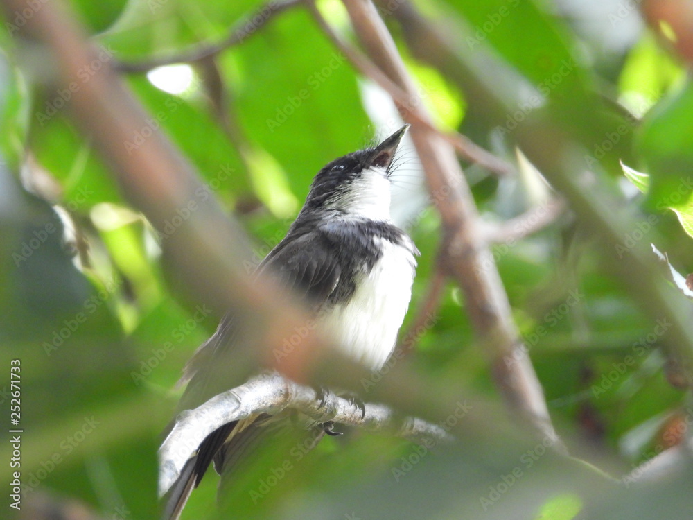 Obraz premium Magpie is on the tree.